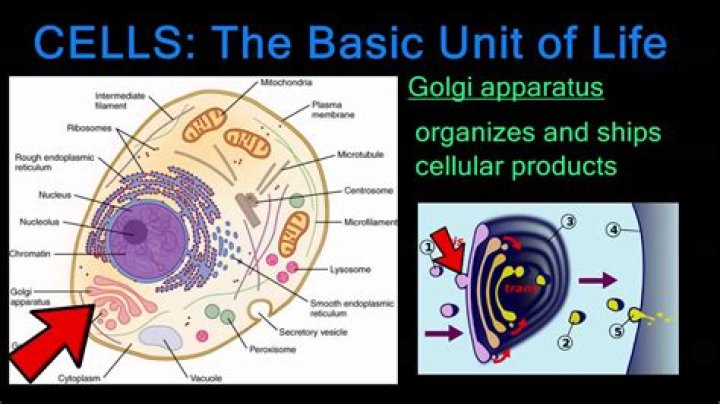 Why are cells the smallest unit of life?