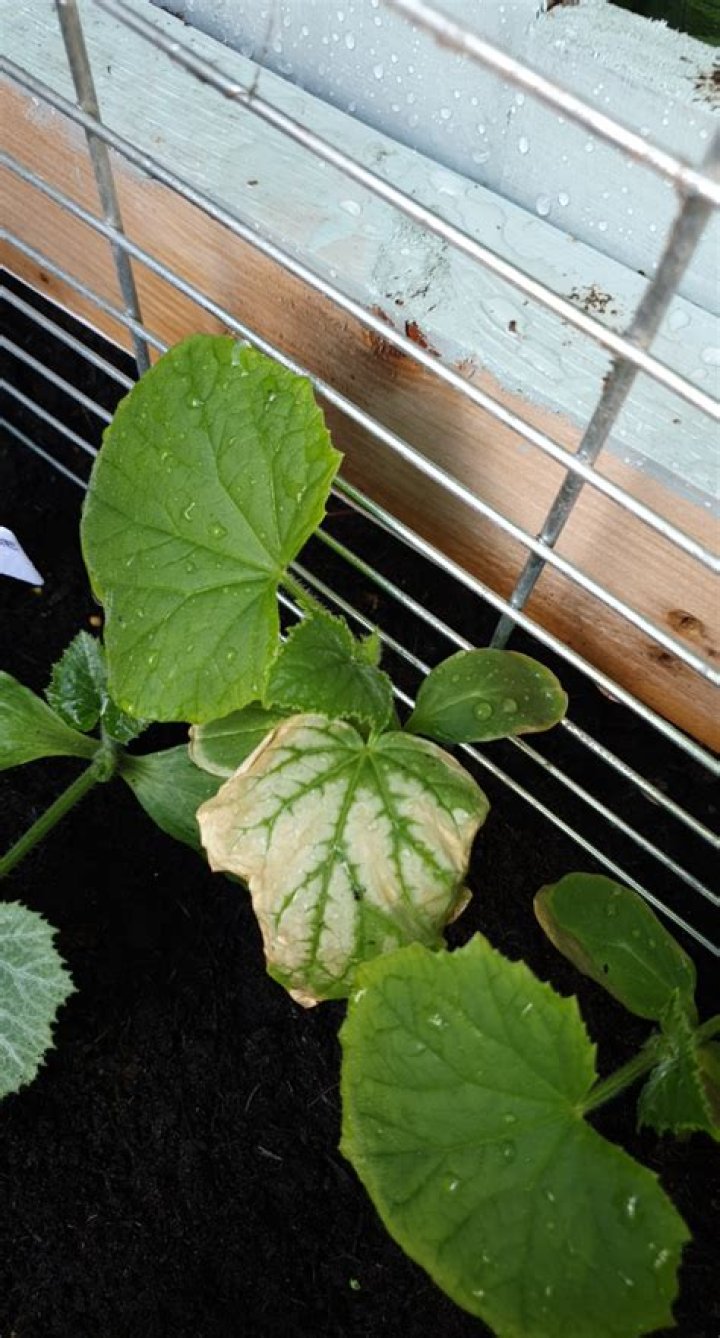 Why are my courgette leaves White?