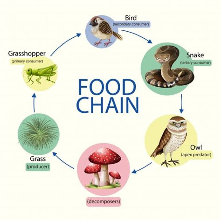 Why are producers important in a food chain?