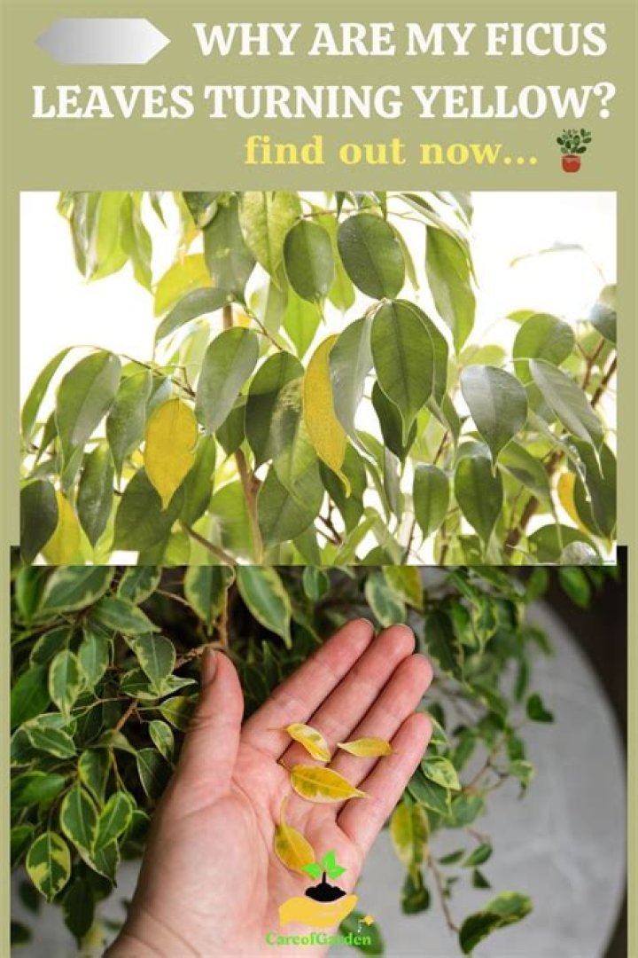 Why are the leaves on my ficus tree turning yellow and falling off?