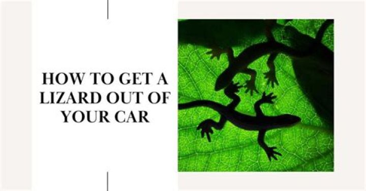 Why do lizards make clicking noise?