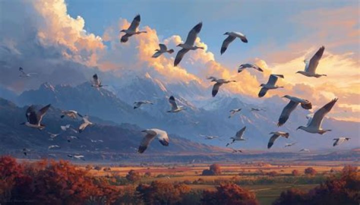 Why do some birds not migrate?