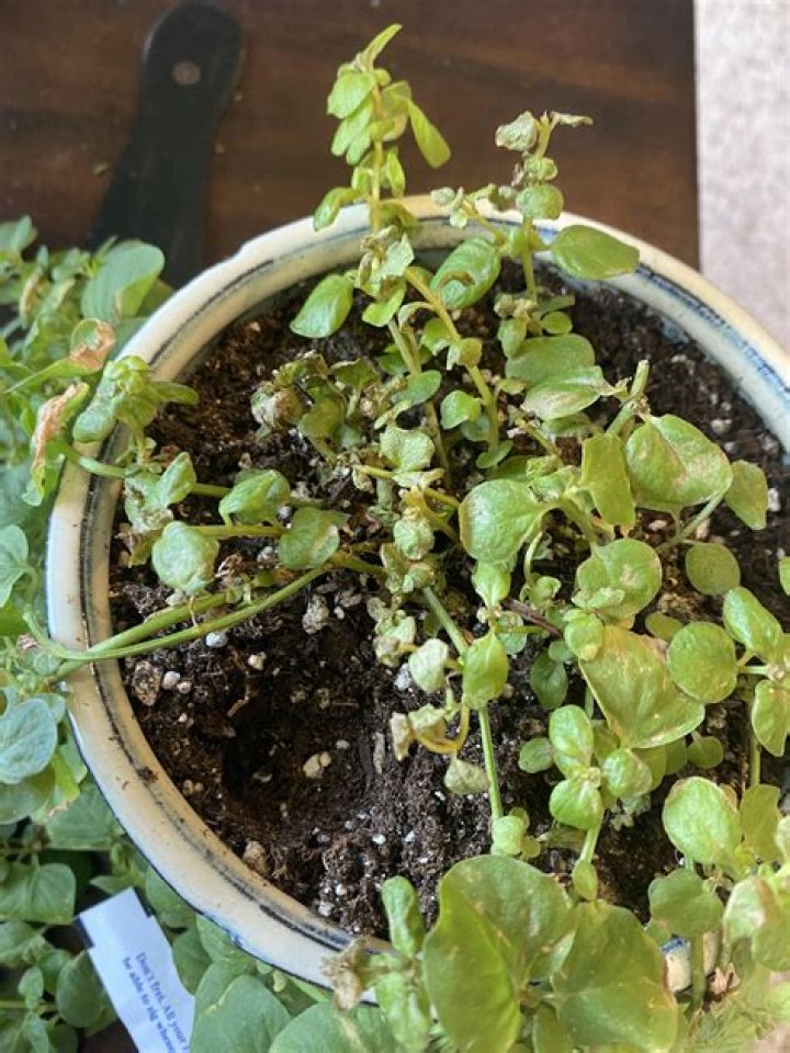 Why is my Creeping Jenny wilting?