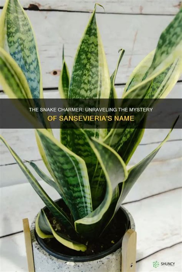 Why is Sansevieria called snake plant?