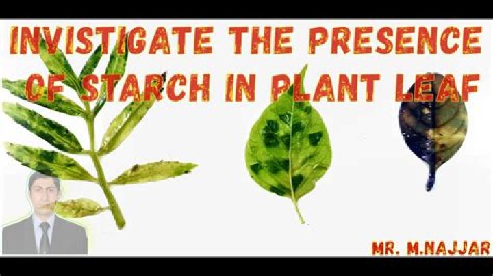 Why is starch found in leaves?