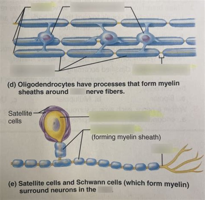 Why is the myelin sheath important quizlet?
