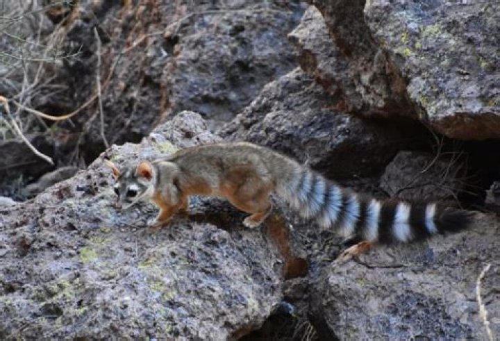 Why is the ringtail cat Arizona's state animal?