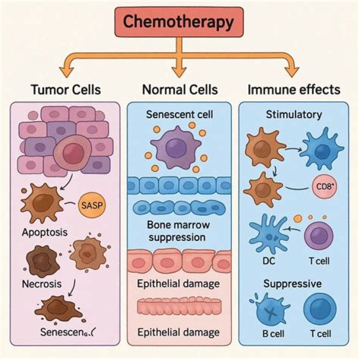 Why might chemotherapy be used on cancer cells quizlet?