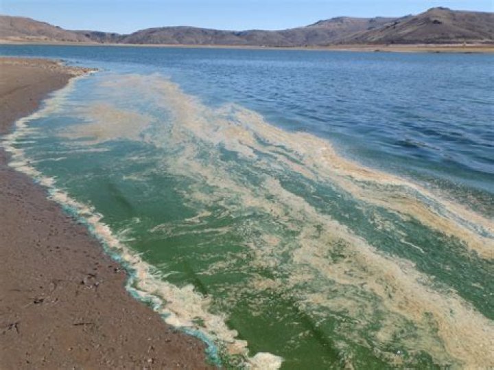 Will algae bloom go away on its own?