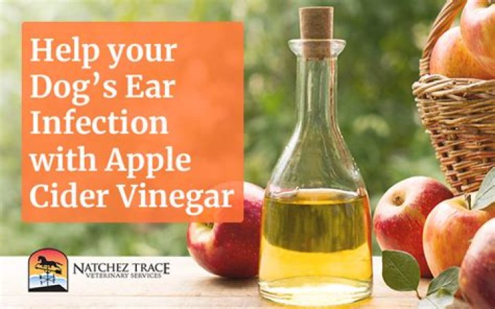 Will Apple cider vinegar kill ear mites in dogs?