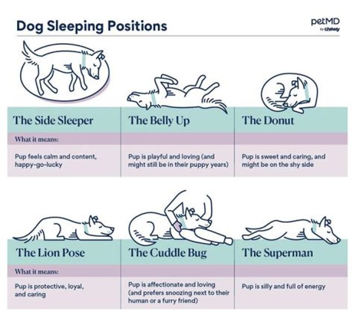 Will my puppy sleep at night if he sleeps all day?